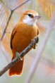 /album/galeria-de-fotos/bico-virado-da-caatinga-jpg/